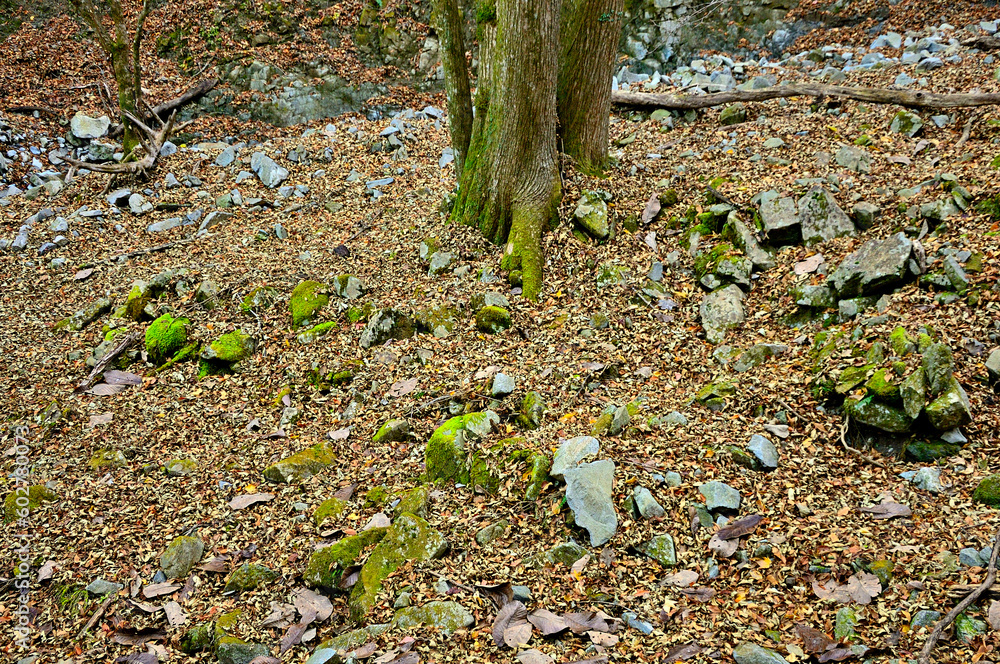 丹沢山地の菰釣山　晩秋のブナ沢
