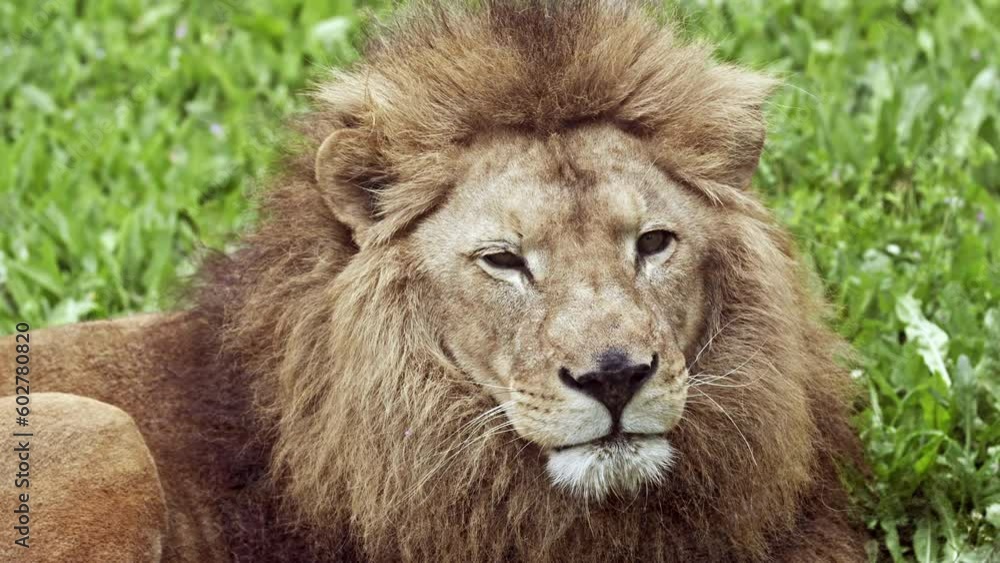 African Male Lion Sitting On Grass Looking At Camera Footage. African Male Lion Sitting On Grass Looking At Camera Footage.