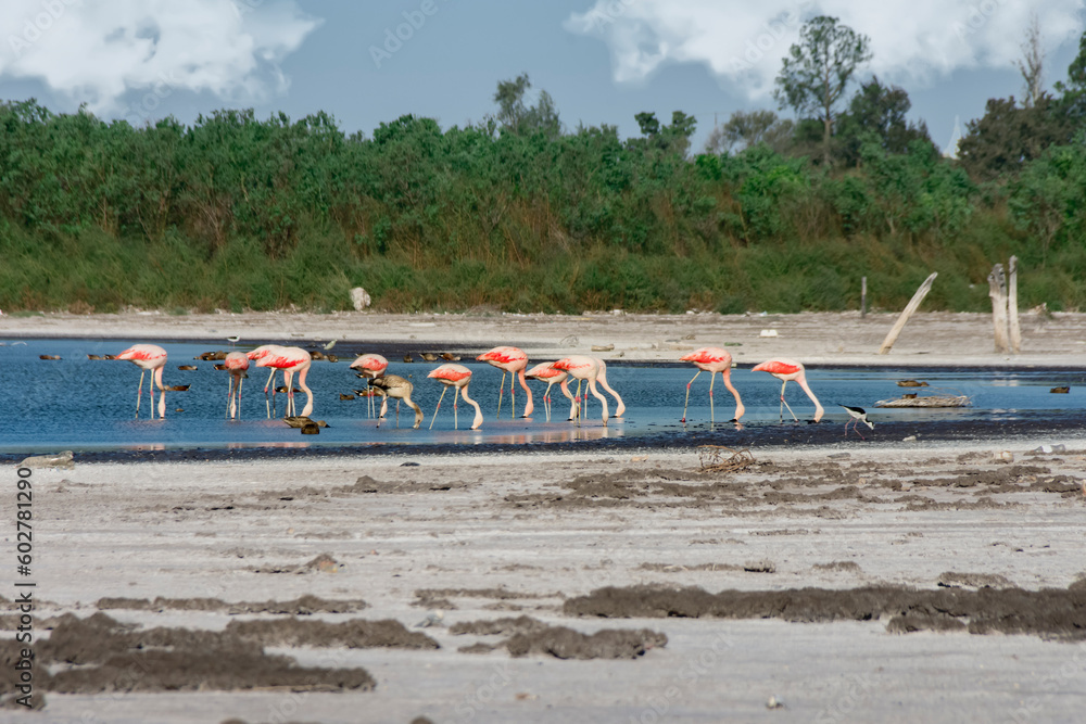 A group of flamingos resting and searching for food near the shore of a lagoon A group of flamingos resting and searching for food near the shore of a lagoon