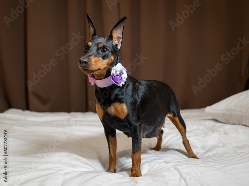 Portrait of a pregnant pygmy pinscher dog standing on the bed with a bow on her belly
