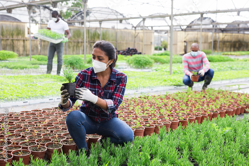 Latino woman checks the growth quality of rosemary sprouts in pots in an industrial greenhouse