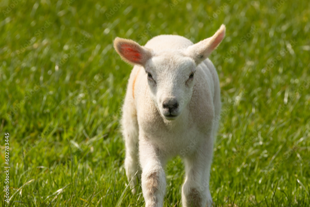 Very cute lamb and lambs in he sunshine enjoying the blue sky and spring warmth at easter in a green grass field, pasture Very cute lamb and lambs in he sunshine enjoying the blue sky and spring warmth at easter in a green grass field, pasture