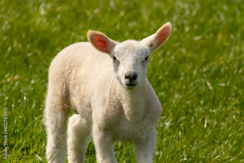 Very cute lamb and lambs in he sunshine enjoying the blue sky and spring warmth at easter in a green grass field, pasture 