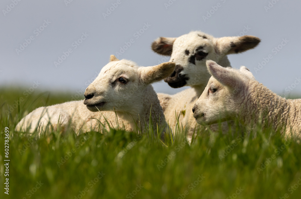 Triplet lambs in the spring in a green meadow field in the sunshine Triplet lambs in the spring in a green meadow field in the sunshine