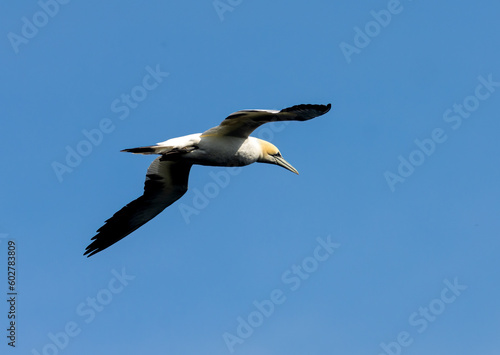 Great northern gannet beautiful sea birds in flight with bright blue sunshine and blue skies and blue ocean with wings spread soaring high in the sky above the water