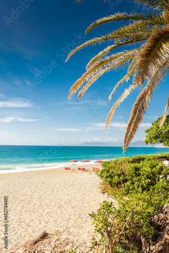 Palm on the beach of Varigotti   Ligurian Sea