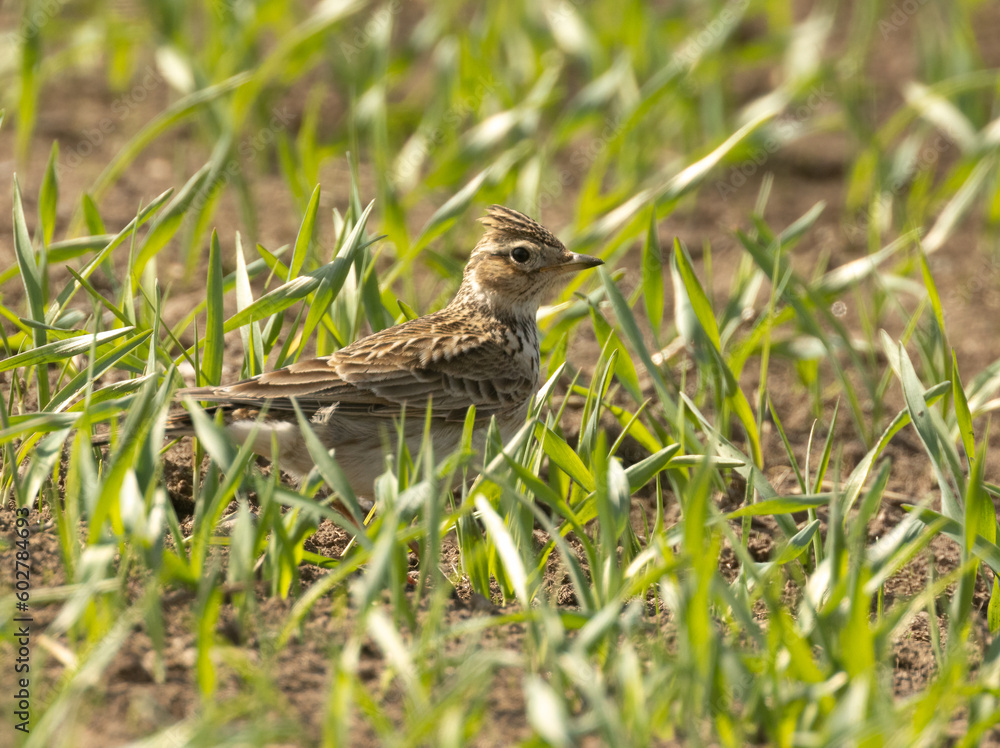 Beautiful skylark bird in a field in the sunshine in the spring Beautiful skylark bird in a field in the sunshine in the spring