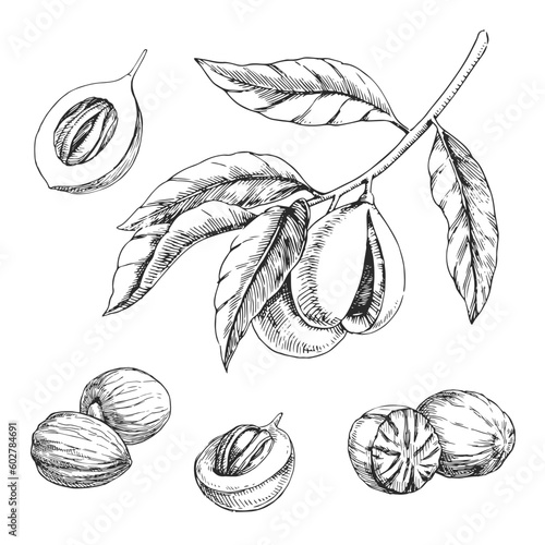 Vector hand-drawn set with branch and nuts isolated on a white background.  Botanical illustrations with nutmeg in the style of engraving.
