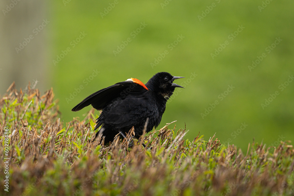 Fototapeta premium red winged blackbird