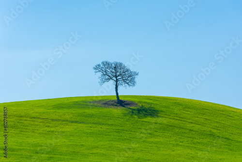 Lonely tree on a hill in the countryside of Tuscany   Italy