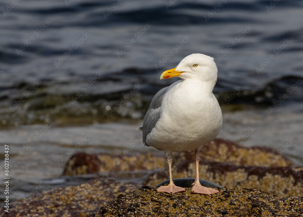 Herring gull, protected sea gull standing on a rock in the sunshine looking out at the water in the North Sea Herring gull, protected sea gull standing on a rock in the sunshine looking out at the water in the North Sea