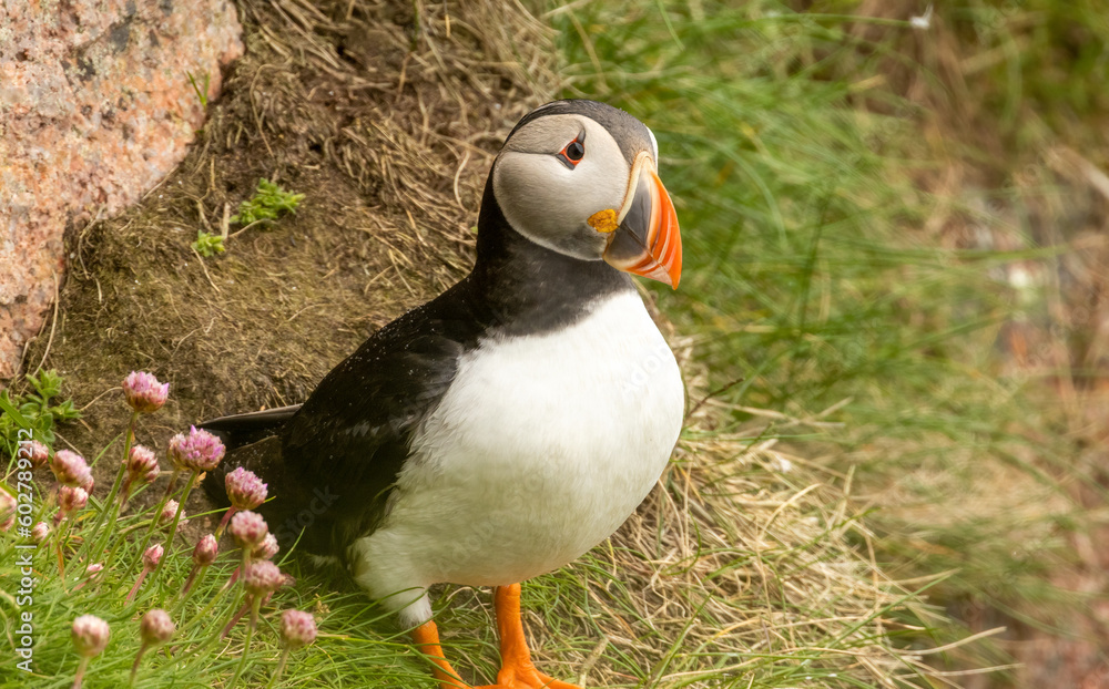 Naklejka premium Atlantic puffin, clown of the sea. Beautiful and very colourful sea bird. Beak with orange, red, blue, yellow and white colours. Black and white small sea bird.