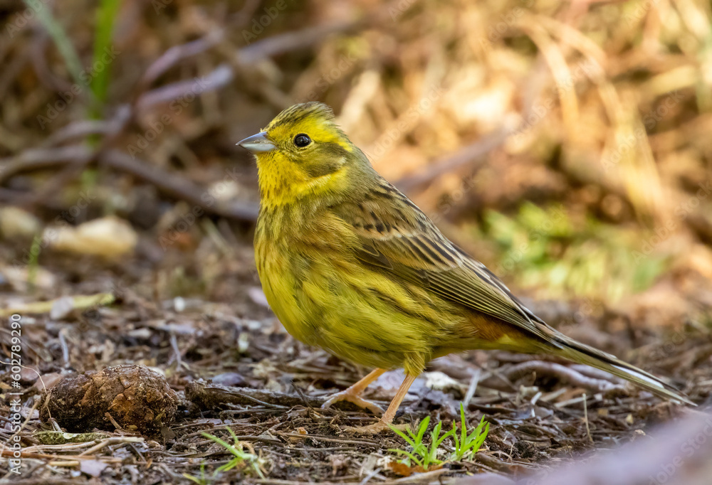 Yellow hammer small bird in the woodland undergrowth in the sunshine in spring 