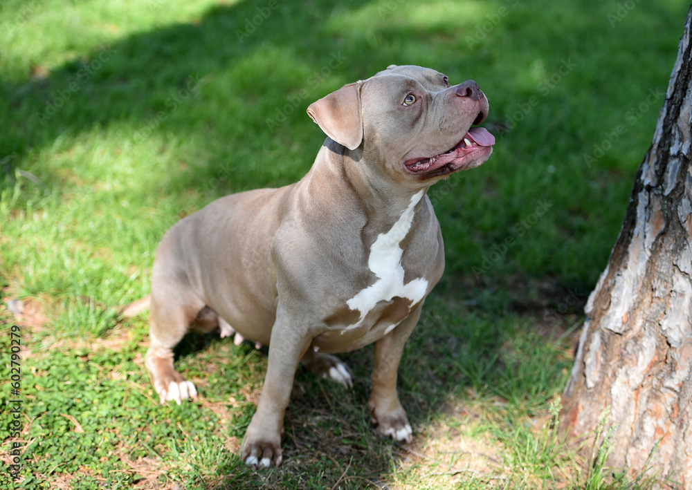 a strong american bully dog in the park