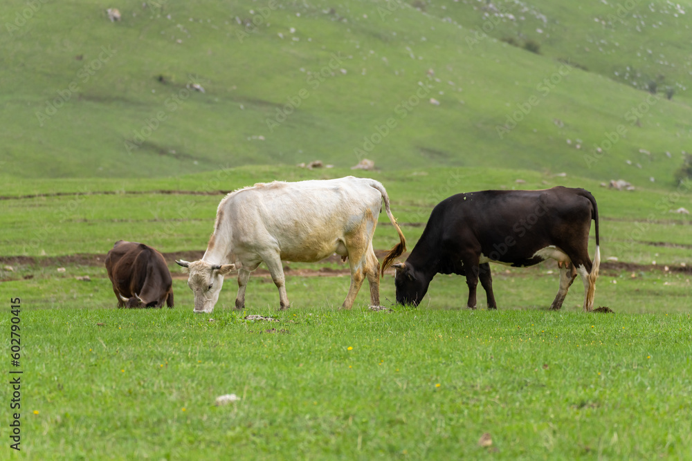 Cows graze on a green field