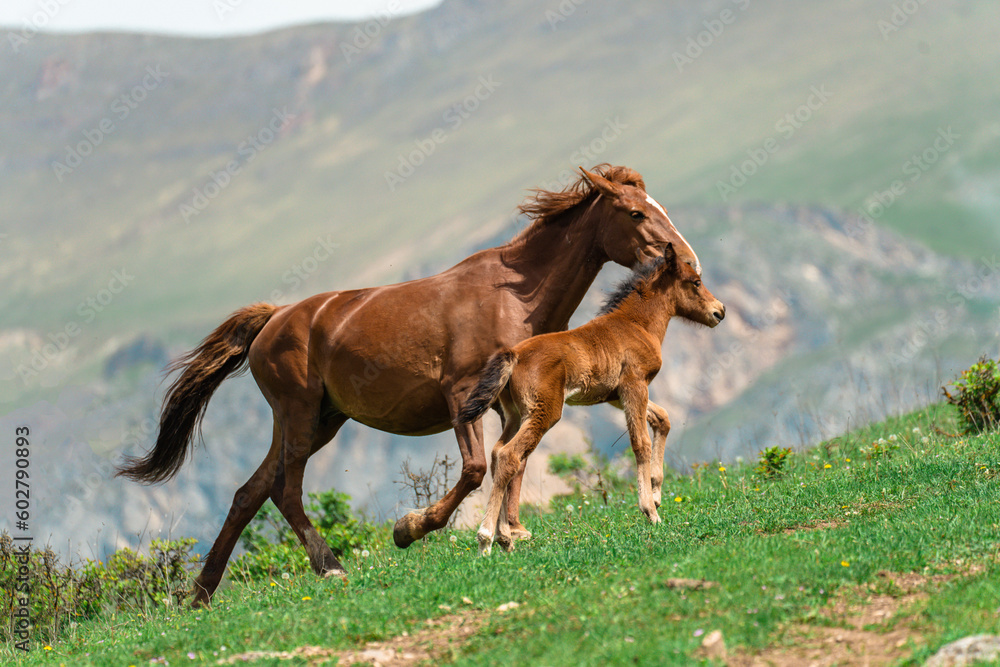 Fototapeta premium Foal with mother running in the mountains