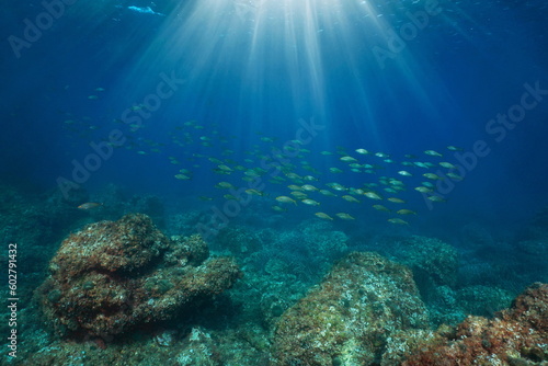 Foto Mediterranean sea underwater seascape, sunlight with a school of fish and rocky