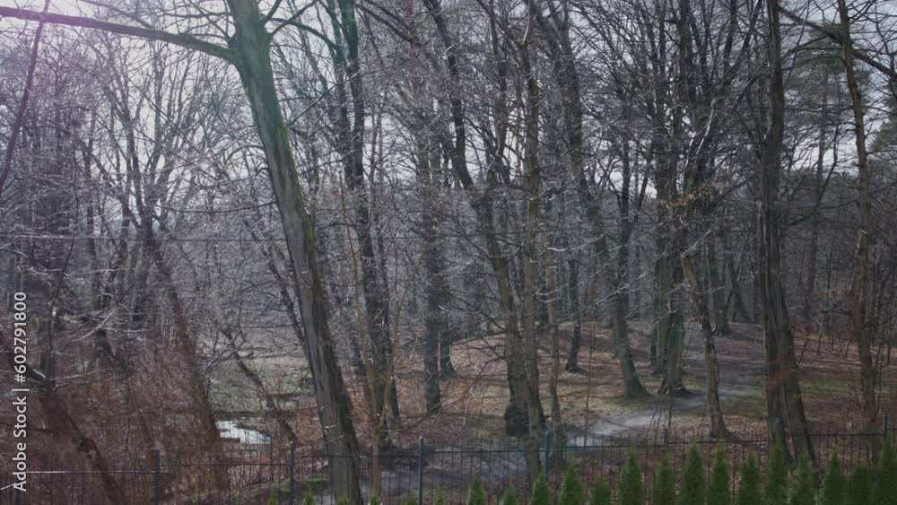 beauty silver rain drops shining sparkle glittering tree branches early spring sunny beams. leafless trees in park brown gray colors rainy weather, first warm days. awakening nature concept