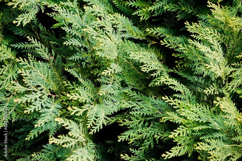 green fern background photo