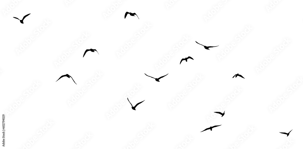 png flock of birds silhouette isolated on clear background	 - obrazy, fototapety, plakaty 