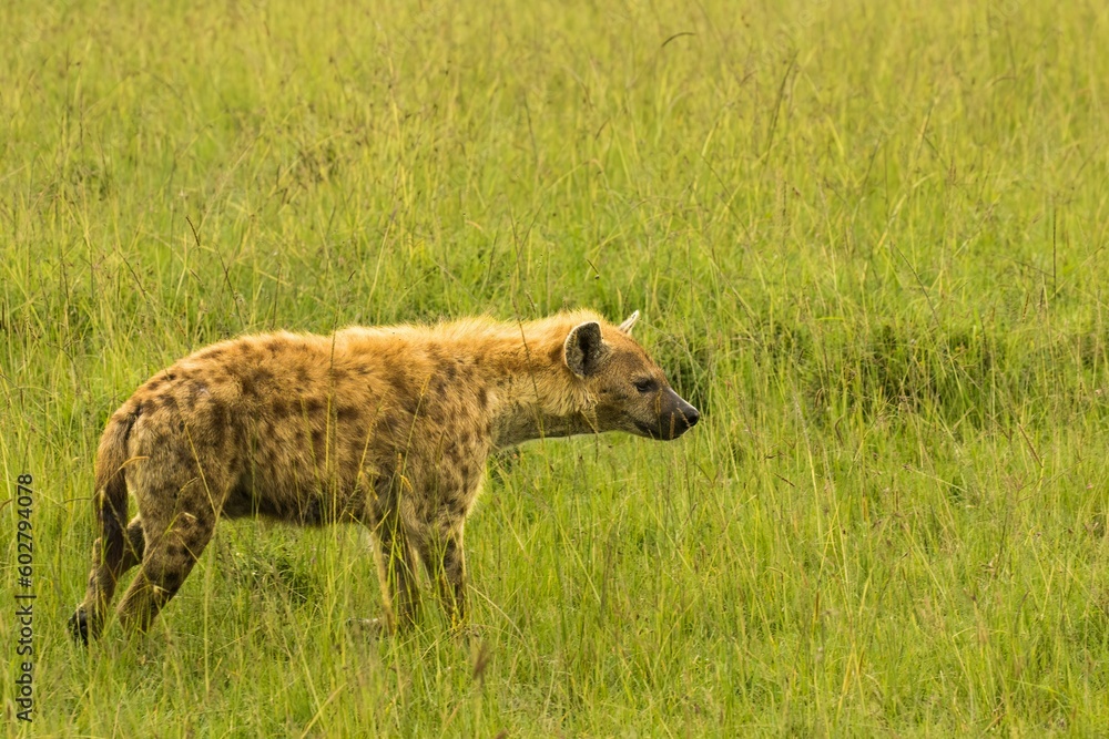 A spotted hyena, also known as the laughing hyena. It is a species of
