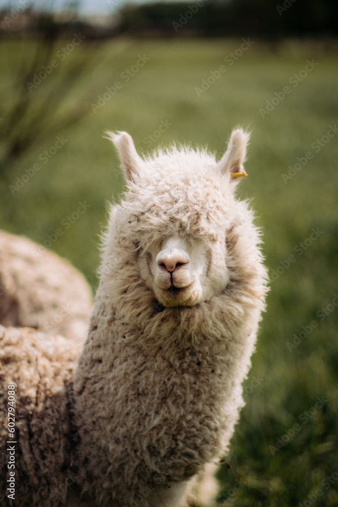 Naklejka premium Funny white alpaca with lots of wool is resting in the meadow