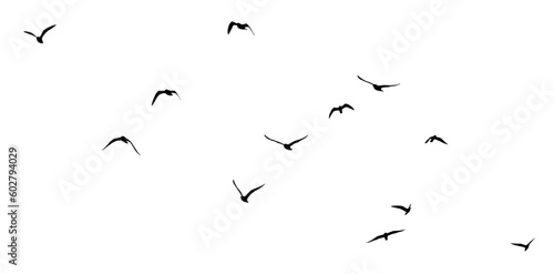 Fotografiet png flock of birds silhouette isolated on clear background