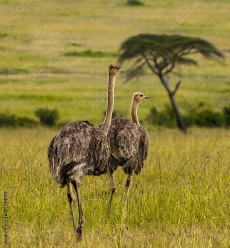 Two ostrichs on the Maasi Mara savannah in Kenya Africa photo