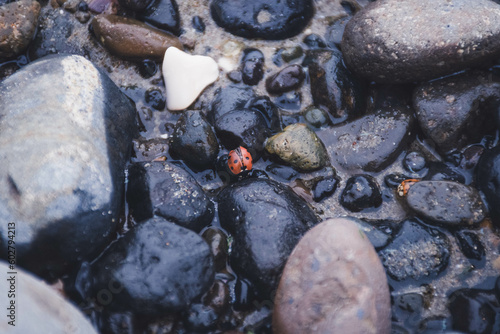 Close up of a tiny ladybug amongst rocks on the Oregon shore in Florence, OR