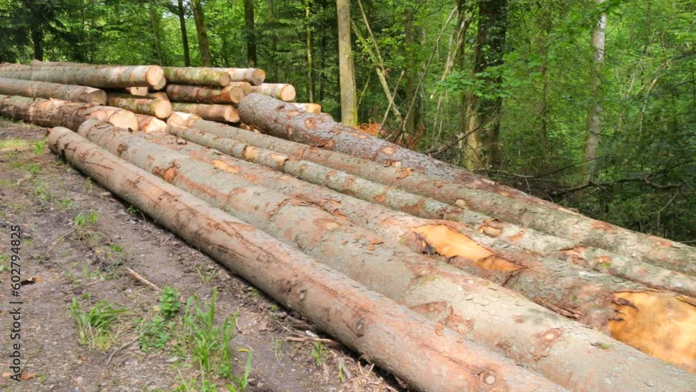 Many trunks of felled trees in the forest. Cleaning the forest from old trees. Wood industry Many trunks of felled trees in the forest. Cleaning the forest from old trees. Wood industry