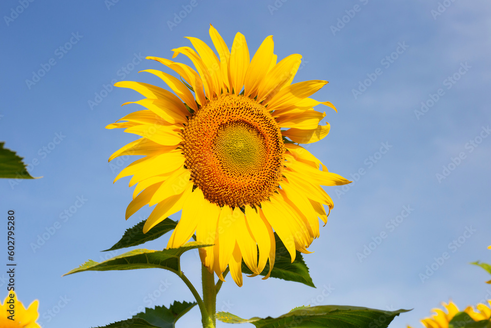Sunflowers are blooming with blue sky. Sunflower field Sunflowers are blooming with blue sky. Sunflower field