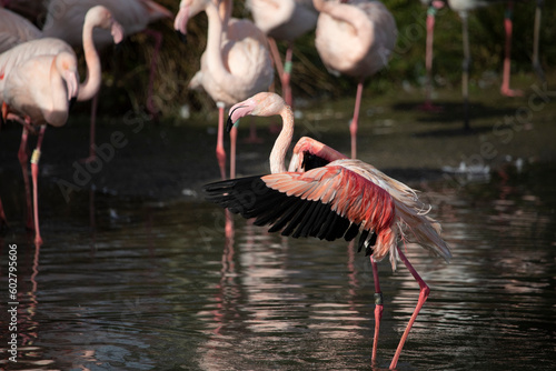 Greater Flamingos in captivity