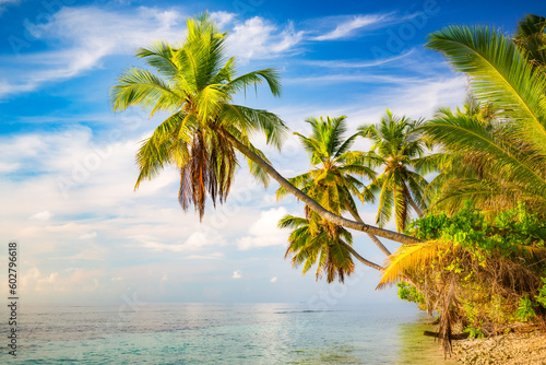 Fototapeta Naklejka Na Ścianę i Meble -  Beautiful palm trees on sunny maldivian beach