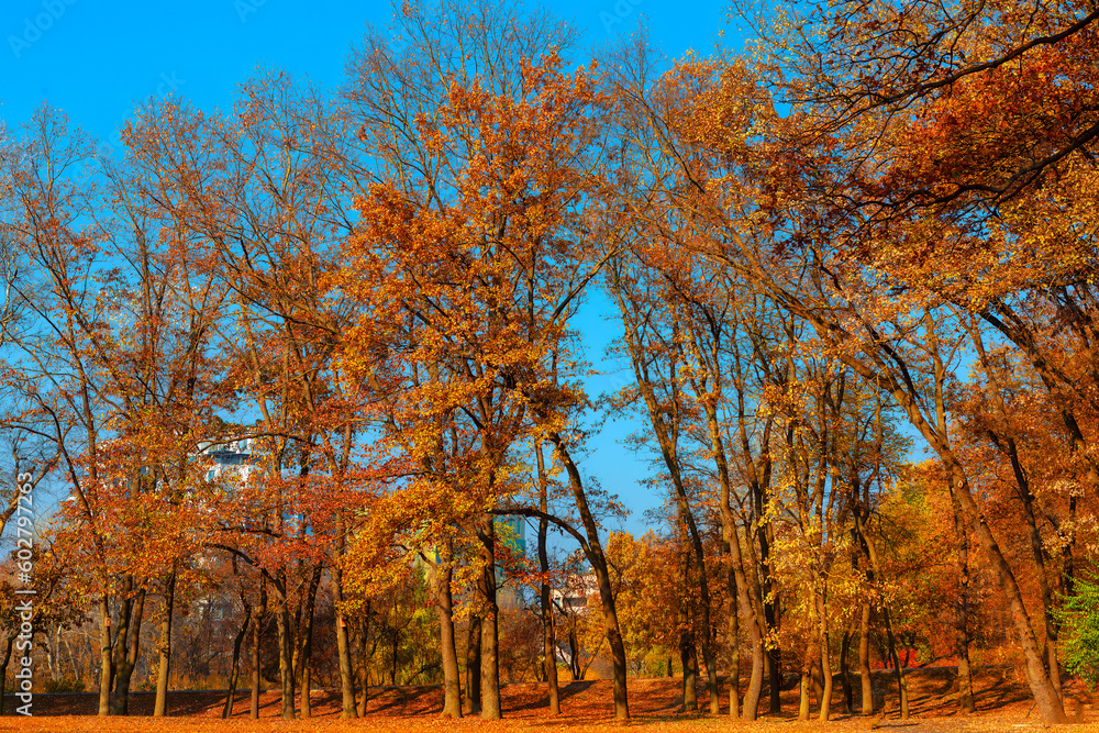 Fototapeta premium City park with red autumn trees . Autumn season nature