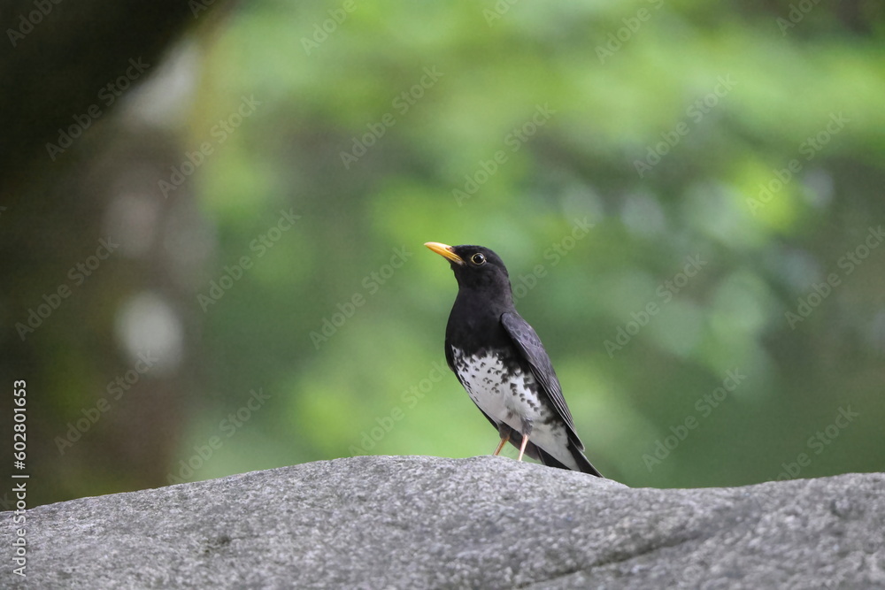 Japanese thrush (Turdus cardis) male in Japan Japanese thrush (Turdus cardis) male in Japan