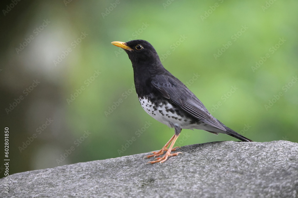 Japanese thrush (Turdus cardis) male in Japan Japanese thrush (Turdus cardis) male in Japan