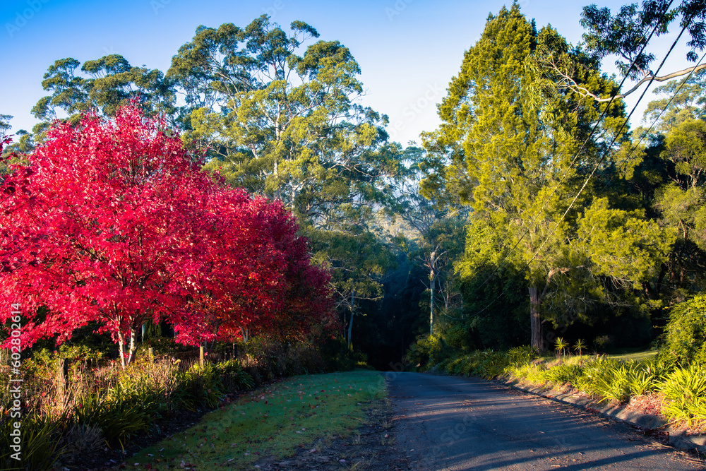 A slash of Autumn Red along the country road