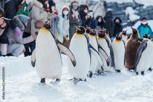 King Penguin parade walking on snow at Asahiyama Zoo in winter season. landmark and popular for tourists attractions in Asahikawa, Hokkaido, Japan. Travel and Vacation concept photo