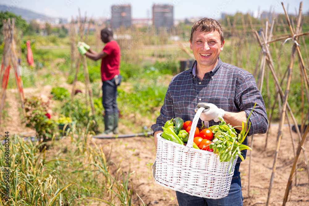 Fototapeta premium Happy farmer with basket of ripe vegetables in the garden