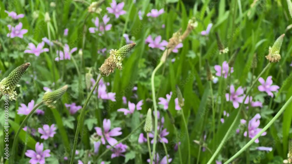 Plants and flowers dancing with the wind in nature Plants and flowers dancing with the wind in nature