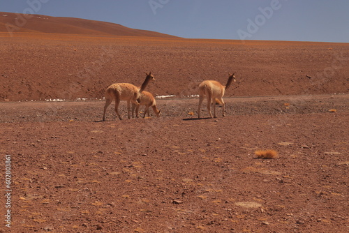 Imagem de vicunas pastando no interior do Chile, em meio à paisagem desértica das montanhas andinas, com a beleza selvagem da fauna local photo