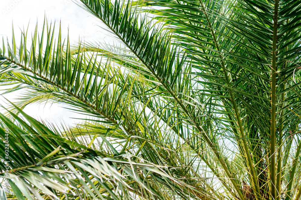 palm tree branches background palm tree branches background