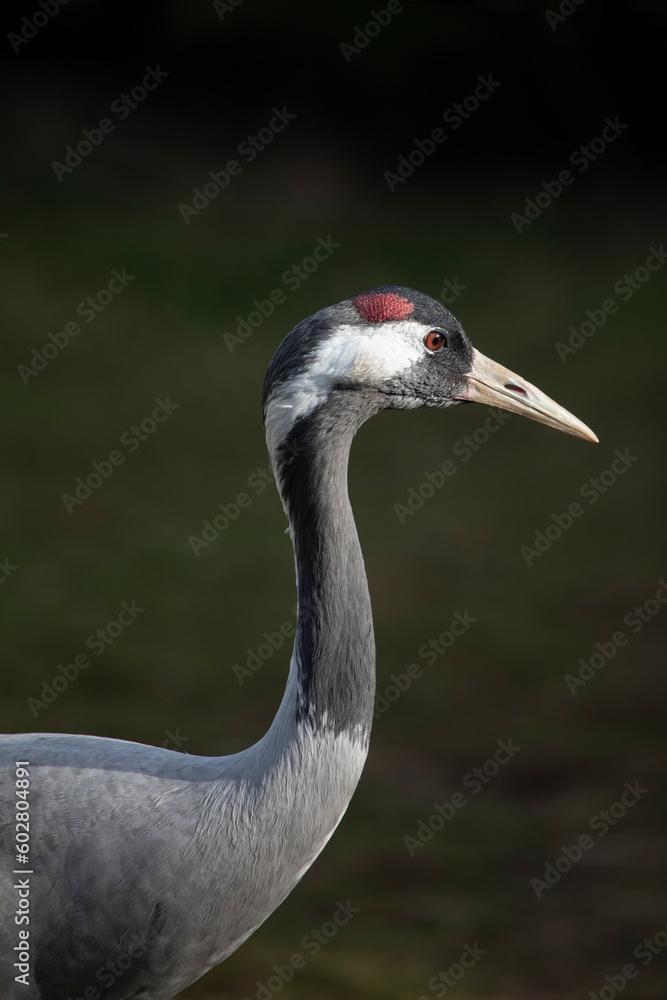 Common crane (Grus grus) Common crane (Grus grus)