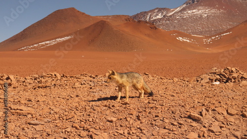 A red fox in atacama s desert 