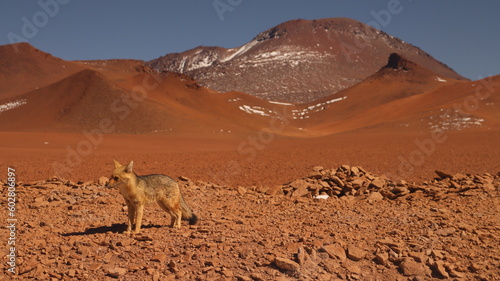 Visão do lobo vermelho no meio do deserto do atacama no Chile.  photo