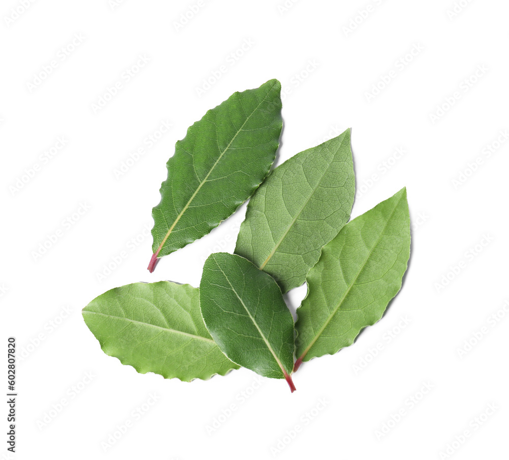 Fresh bay leaves isolated on white, top view Fresh bay leaves isolated on white, top view