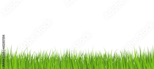 Vector illustration of horizontal green grass. Lawn, grass for poster and banner. Young green grass isolated on white background. Flat vector illustration