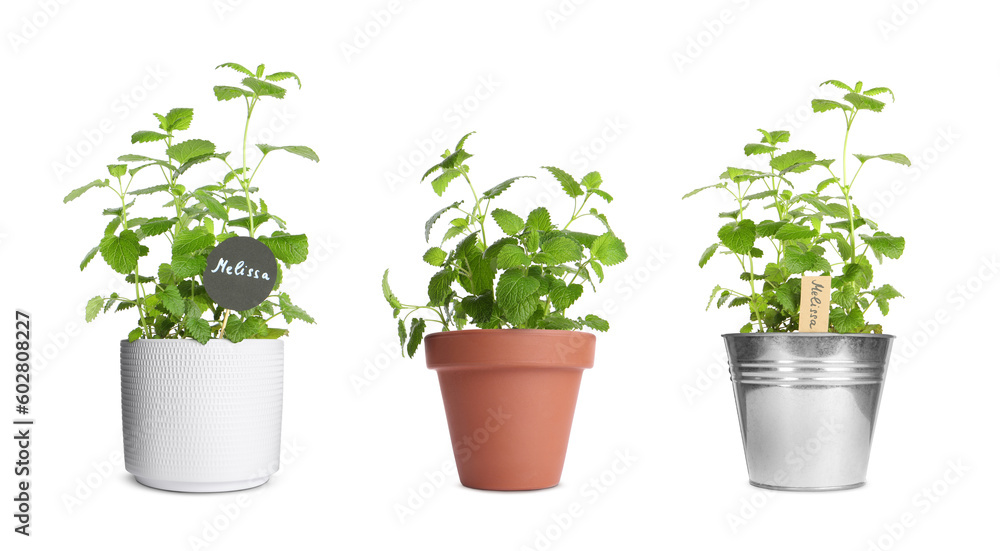 Obraz premium Melissa growing in different pots isolated on white