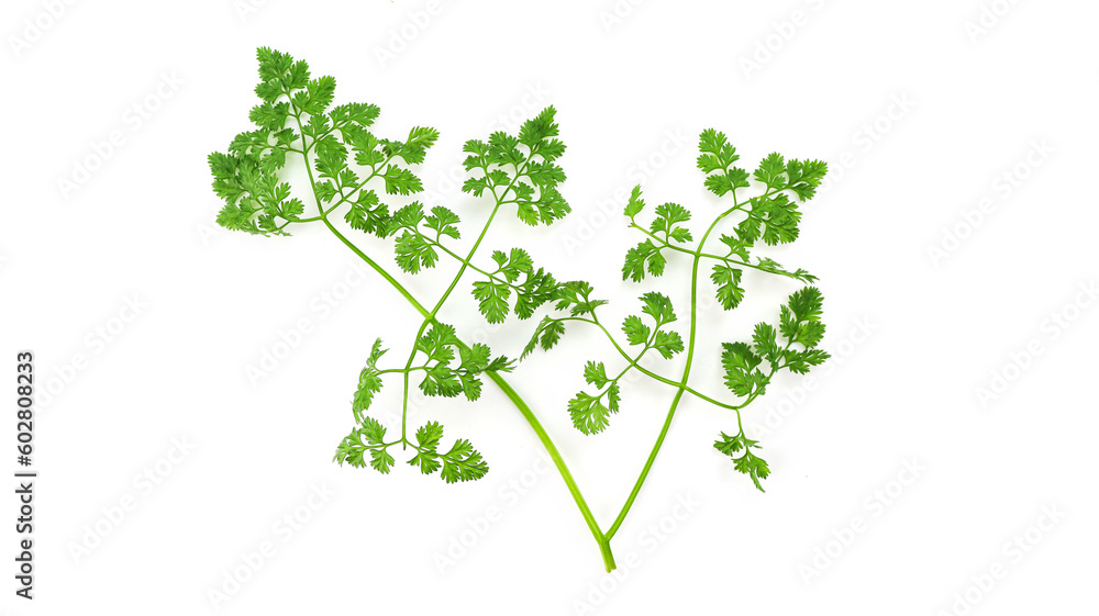 Naklejka premium チャービル ハーブ 