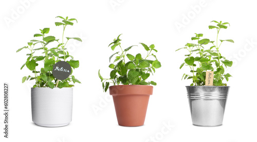 Melissa growing in different pots isolated on white